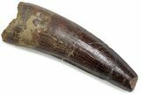 Fossil Spinosaurus Tooth - Real Dinosaur Tooth #376427-1